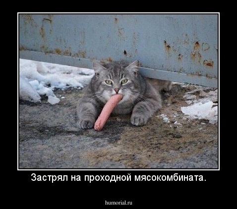 Застрял на проходной мясокомбината.