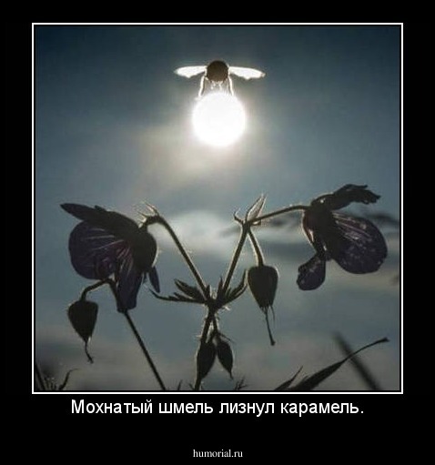 Мохнатый шмель лизнул карамель.