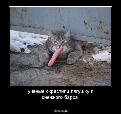 ученые скрестили лягушку и снежного барса