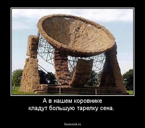 А в нашем коровнике кладут  большую тарелку сена. 
