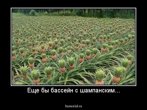 Еще бы бассейн с шампанским...