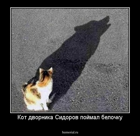 Кот дворника Сидоров поймал белочку