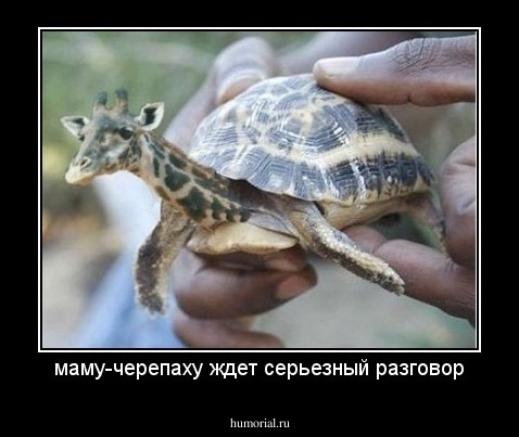 маму-черепаху ждет серьезный разговор