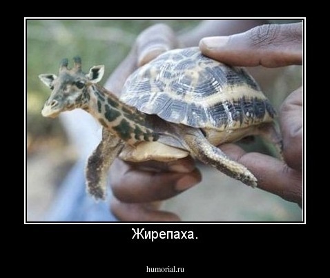 Жирепаха.