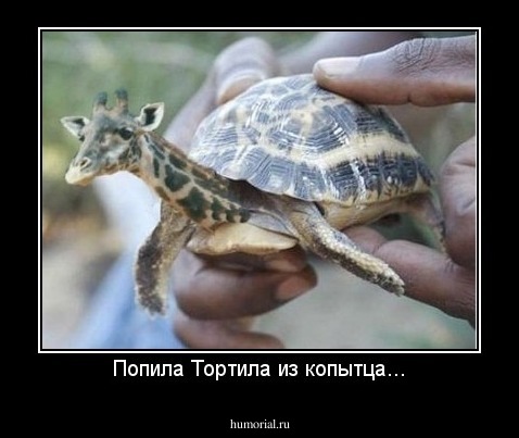 Попила Тортила из копытца...