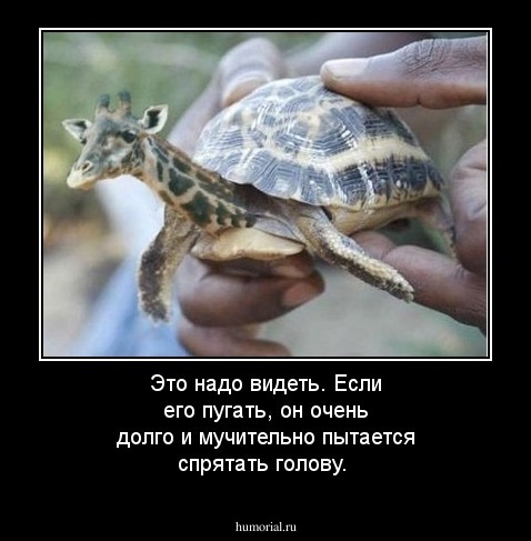 Это надо видеть. Если его пугать, он очень долго и мучительно пытается спрятать голову. 