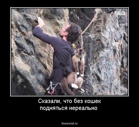 Сказали, что без кошек подняться нереально