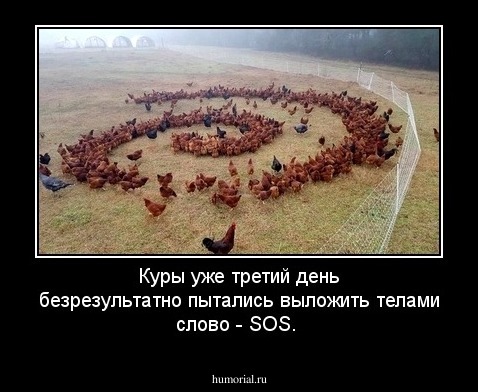 Куры уже третий день безрезультатно пытались выложить телами слово - SOS.