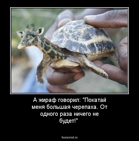 А жираф говорил: "Покатай меня большая черепаха. От одного раза ничего не будет!"