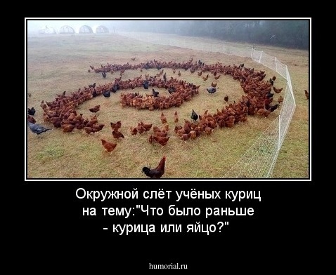 Окружной слёт учёных куриц на тему:"Что было раньше - курица или яйцо?"