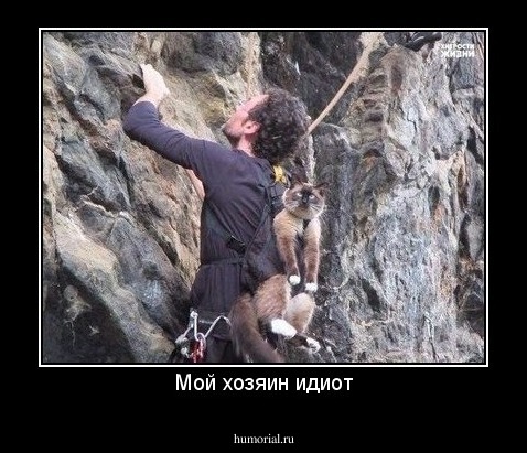 Мой хозяин идиот