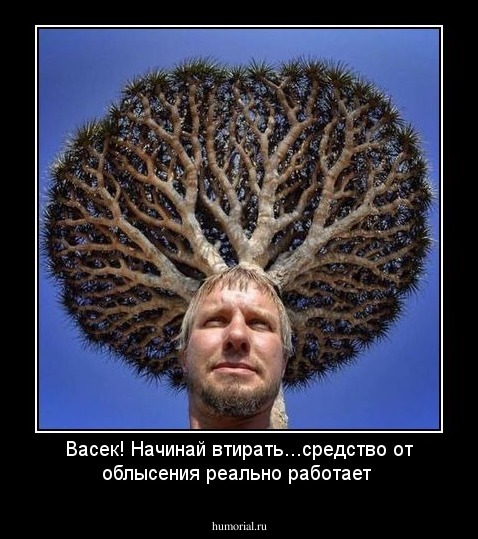 Васек! Начинай втирать...средство от облысения реально работает