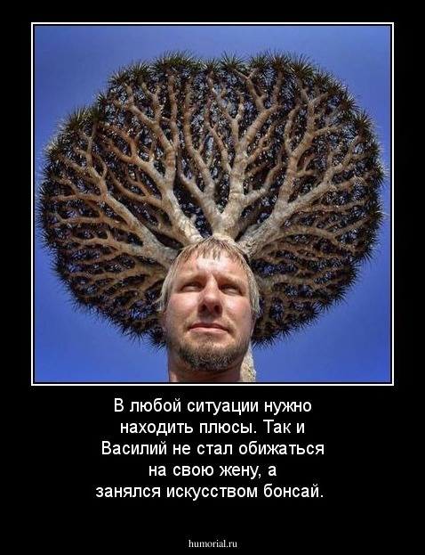 В любой ситуации нужно находить плюсы. Так и Василий не стал обижаться на свою жену, а занялся искусством бонсай.