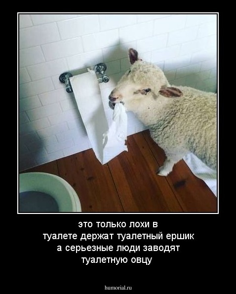 это только лохи в туалете держат туалетный ершик а серьезные люди заводят туалетную овцу 