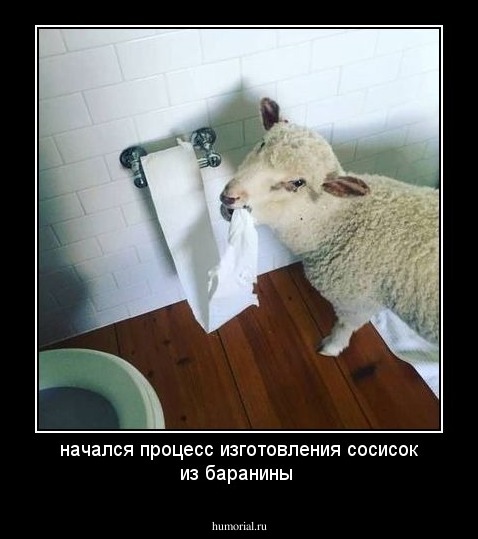 начался процесс изготовления сосисок из баранины 