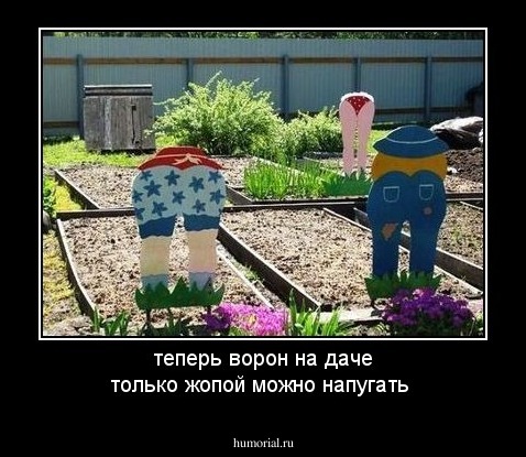 теперь ворон на даче только жопой можно напугать 