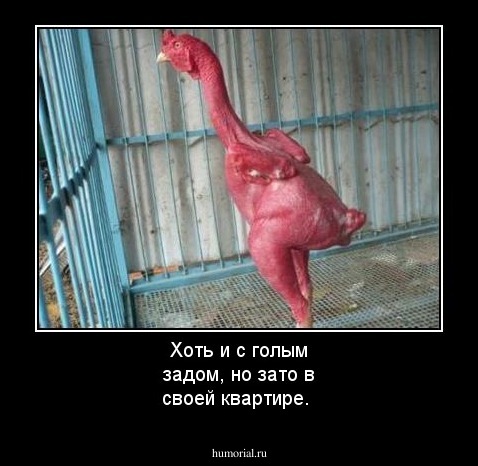 Хоть и с голым задом, но зато в своей квартире.