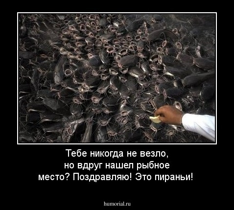 Тебе никогда не везло, но вдруг нашел рыбное место? Поздравляю! Это пираньи!