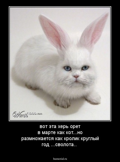 вот эта херь орет в марте как кот...но размножается как кролик круглый год ...сволота..