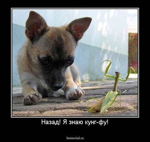 Назад! Я знаю кунг-фу!