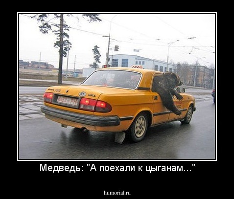 Медведь: "А поехали к цыганам..."