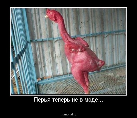 Перья теперь не в моде...