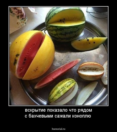 вскрытие показало что рядом с бахчевыми сажали коноплю 