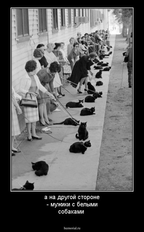 а на другой стороне - мужики с белыми собаками