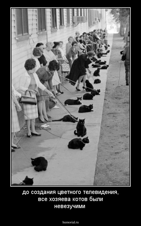 до создания цветного телевидения, все хозяева котов были невезучими