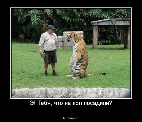 Э! Тебя, что на кол посадили?