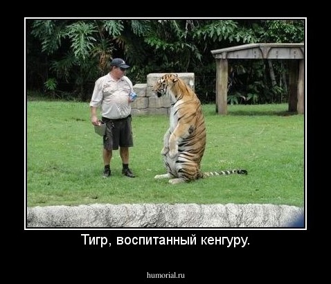 Тигр, воспитанный кенгуру.