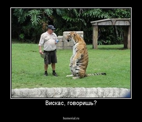 Вискас, говоришь?