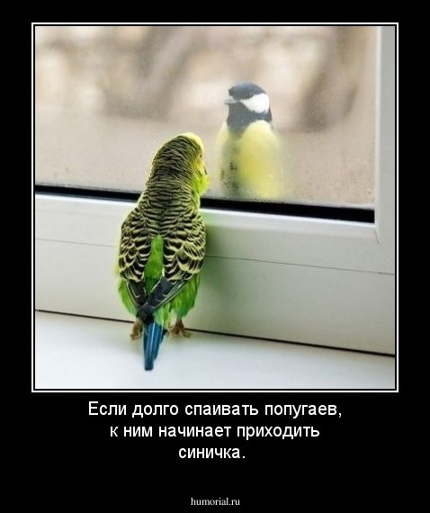 Если долго спаивать попугаев, к ним начинает приходить синичка.