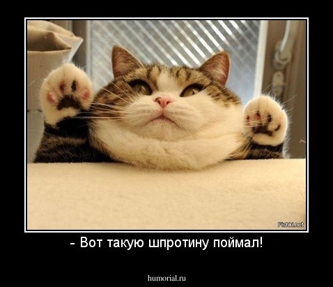 - Вот такую шпротину поймал!