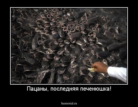 Пацаны, последняя печенюшка!