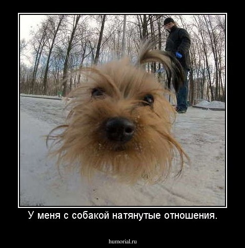 У меня с собакой натянутые отношения.