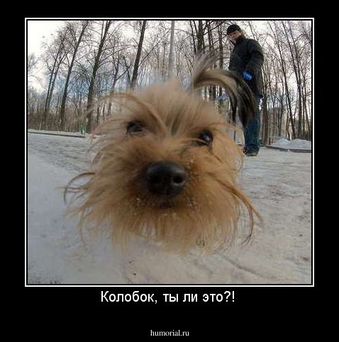 Колобок, ты ли это?! 