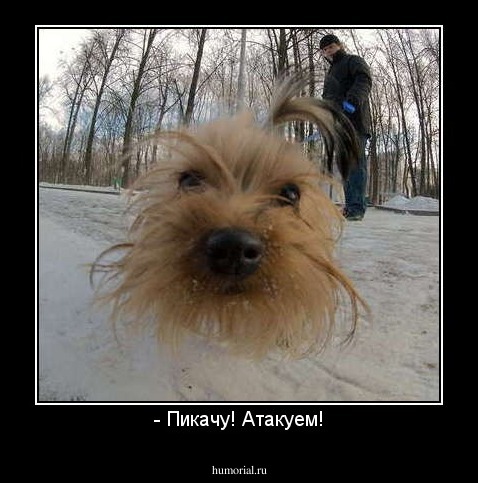 - Пикачу! Атакуем!