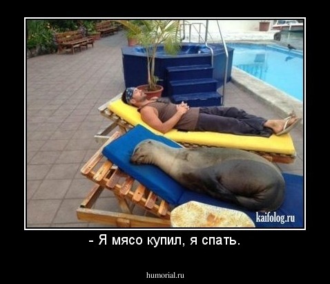 - Я мясо купил, я спать.