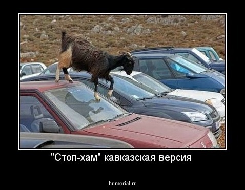 "Стоп-хам" кавказская версия 