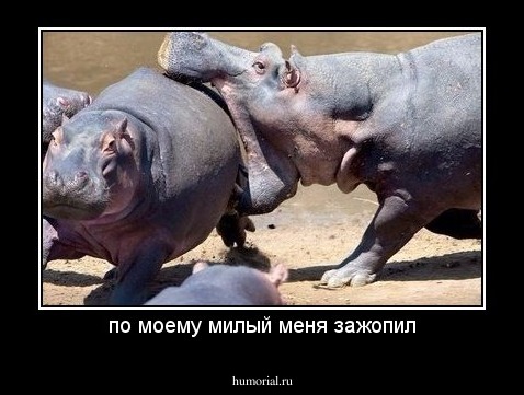 по моему милый меня зажопил