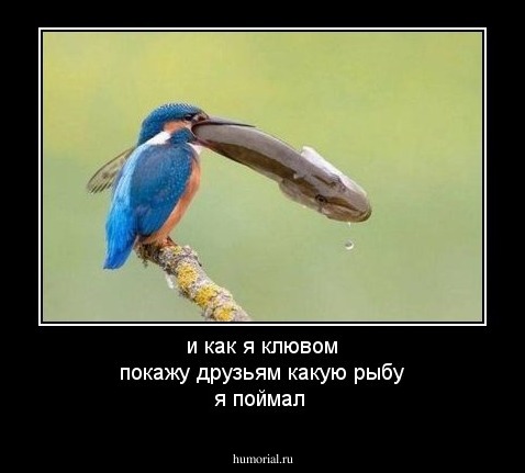 и как я клювом покажу друзьям какую рыбу я поймал 