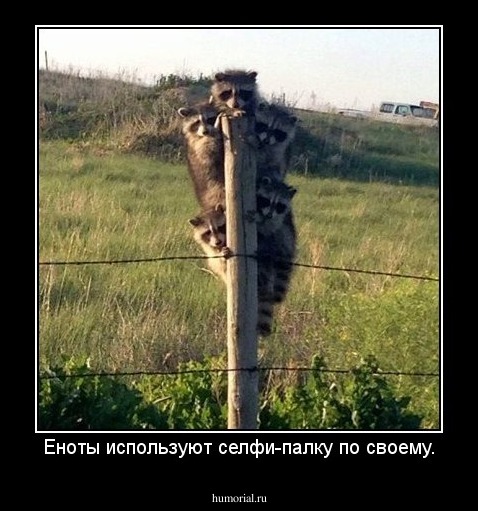 Еноты используют селфи-палку по своему.