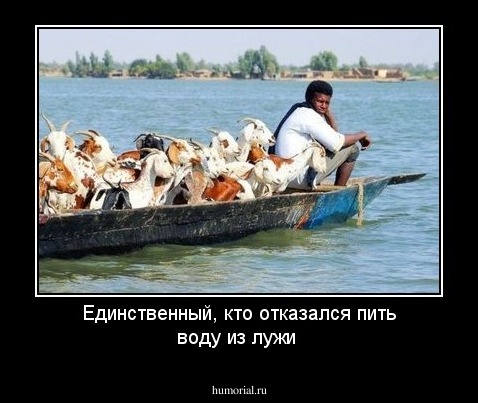 Единственный, кто отказался пить воду из лужи