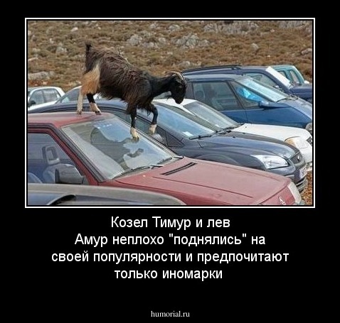 Козел Тимур и лев Амур неплохо "поднялись" на своей популярности и предпочитают только иномарки