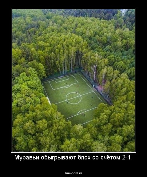Муравьи обыгрывают блох со счётом 2-1.