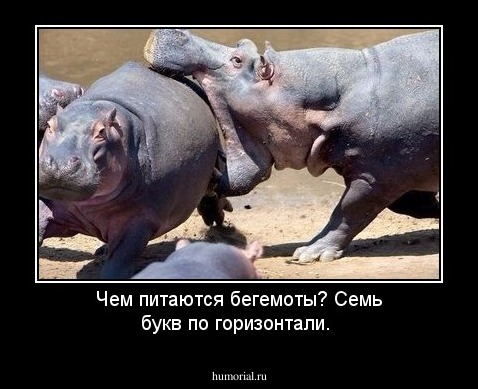 Чем питаются бегемоты? Семь букв по горизонтали.