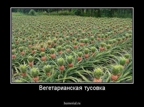 Вегетарианская тусовка