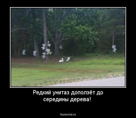 Редкий унитаз доползёт до середины дерева!