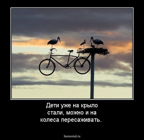 Дети уже на крыло стали, можно и на колеса пересаживать.